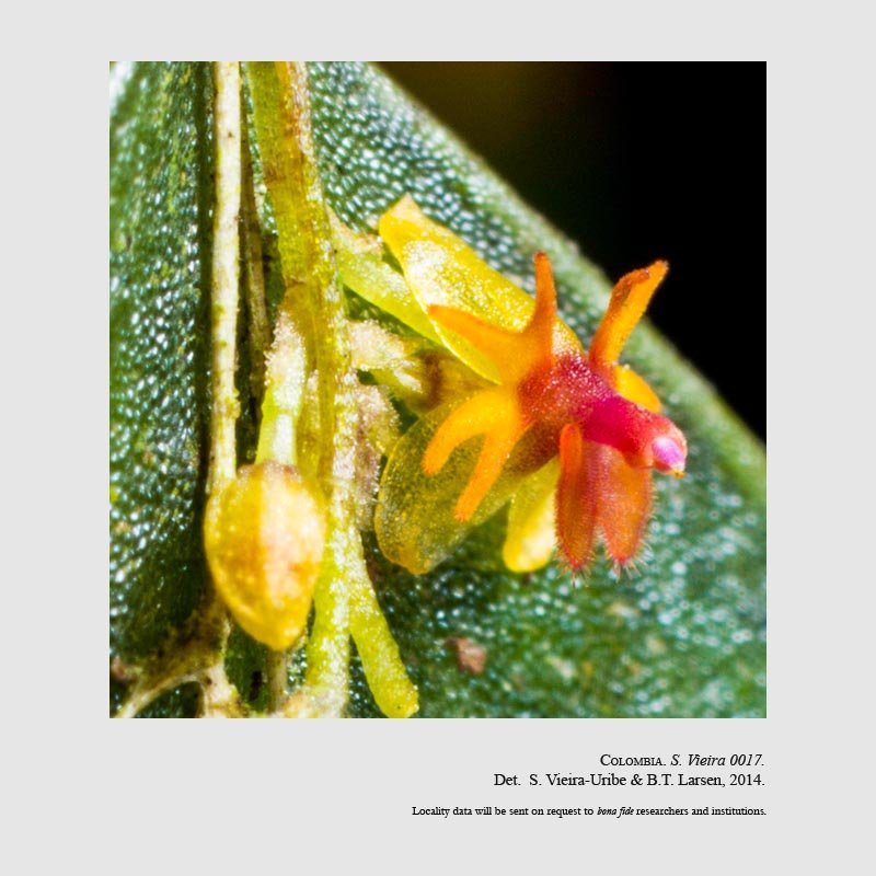 Lepanthes astraea